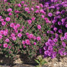 Image result for Aster novae-angliae