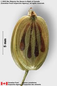 Attēlu rezultāti vaicājumam “Heracleum sphondylium subsp. sibiricum fruit”