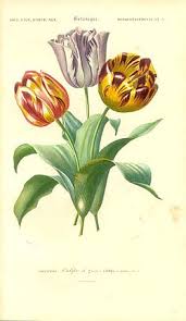 Attēlu rezultāti vaicājumam “Tulipa gesneriana”