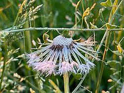 Attēlu rezultāti vaicājumam “Taraxacum officinale aggr. fruit”