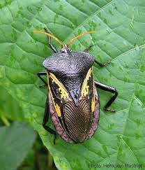 Attēlu rezultāti vaicājumam “Heteroptera”