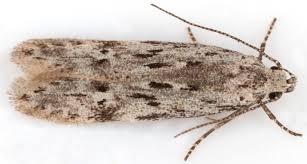 Attēlu rezultāti vaicājumam “Carpatolechia proximella”