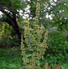 Attēlu rezultāti vaicājumam “Rumex obtusifolius flower”