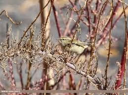 Image result for Phylloscopus humei