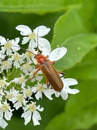 Attēlu rezultāti vaicājumam “Cantharis livida”