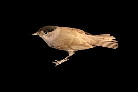 Attēlu rezultāti vaicājumam “Sylvia atricapilla male”