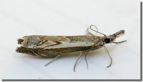 Attēlu rezultāti vaicājumam “Platytes alpinella”