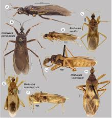 Attēlu rezultāti vaicājumam “Reduvius personatus”
