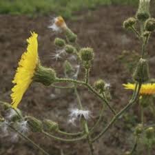 Attēlu rezultāti vaicājumam “Sonchus oleraceus bud”