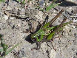 Attēlu rezultāti vaicājumam “Decticus verrucivorus nymph”