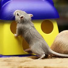 Image result for Gerbil