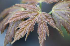 Attēlu rezultāti vaicājumam “Acer saccharinum”