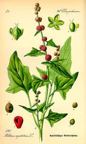 Attēlu rezultāti vaicājumam “Chenopodium polyspermum fruit”