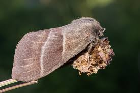 Attēlu rezultāti vaicājumam “Macrothylacia rubi”