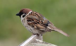 Image result for Passer montanus