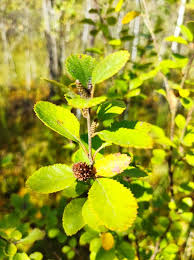 Attēlu rezultāti vaicājumam “Betula humilis”