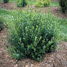 Attēlu rezultāti vaicājumam “Euonymus”