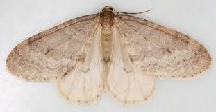 Attēlu rezultāti vaicājumam “Operophtera”