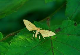 Attēlu rezultāti vaicājumam “Eulithis pyraliata”