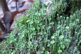 Attēlu rezultāti vaicājumam “Cladonia fimbriata”