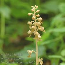 Attēlu rezultāti vaicājumam “Neottia nidus-avis fruit”