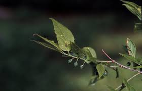 Attēlu rezultāti vaicājumam “Xylita laevigata”