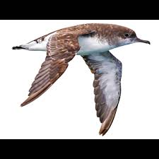 Image result for Puffinus gravis