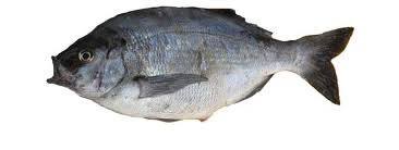 Image result for Pachymetopon grande