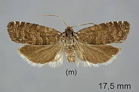 Attēlu rezultāti vaicājumam “Retinia resinella”