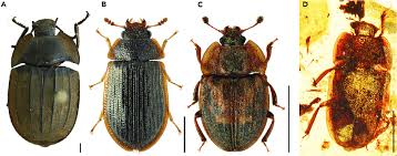 Attēlu rezultāti vaicājumam “Trogossitidae”