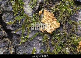 Attēlu rezultāti vaicājumam “Oligonema persimile macro”