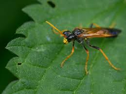 Attēlu rezultāti vaicājumam “Tenthredo campestris”
