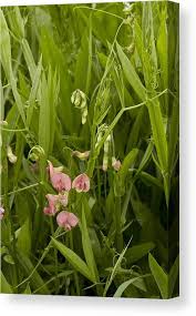Attēlu rezultāti vaicājumam “Lathyrus sylvestris”