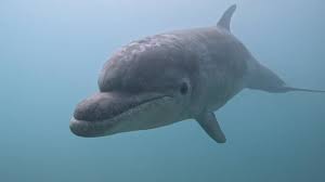 Image result for Dolphin Sub Aqua