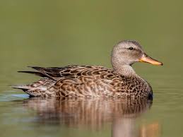 Attēlu rezultāti vaicājumam “Anas strepera female”