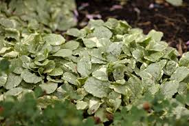Attēlu rezultāti vaicājumam “Ajuga genevensis leaf”