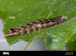 Attēlu rezultāti vaicājumam “Orthosia munda”