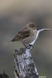 Image result for Anthus spinoletta