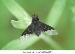 Attēlu rezultāti vaicājumam “Hemipenthes morio”