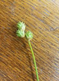 Attēlu rezultāti vaicājumam “Carex disperma”