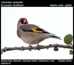Attēlu rezultāti vaicājumam “Carduelis carduelis”
