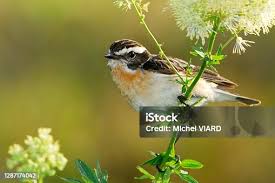 Attēlu rezultāti vaicājumam “Saxicola rubetra adult”