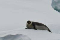 Image result for Cystophora cristata