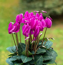 Image result for Cyclamen persicum