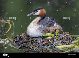 Attēlu rezultāti vaicājumam “Podiceps cristatus nest”