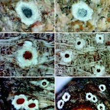 Attēlu rezultāti vaicājumam “Stictis”