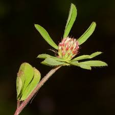 Attēlu rezultāti vaicājumam “Trifolium medium bud”