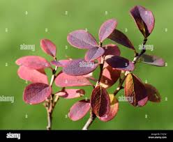 Attēlu rezultāti vaicājumam “Vaccinium uliginosum leaf”