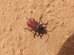 Attēlu rezultāti vaicājumam “Pyrrhocoris apterus nymph”
