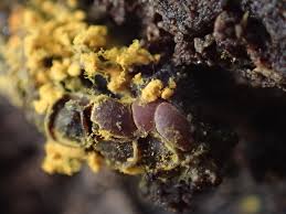 Attēlu rezultāti vaicājumam “Perichaena depressa”